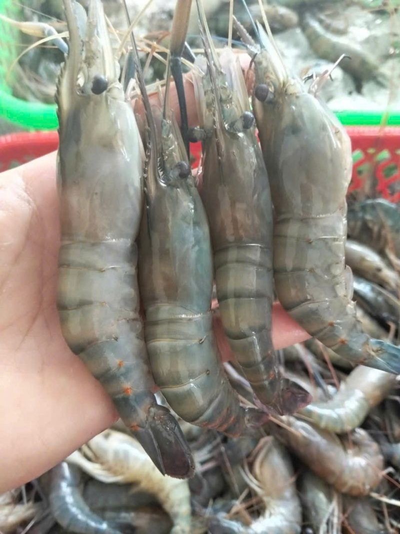 Tôm Tươi cấp đông 40-50 con 1kg