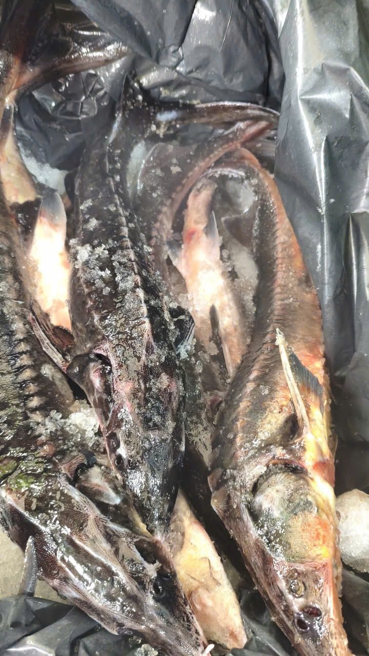 Cá Tầm Tươi Nguyên Con