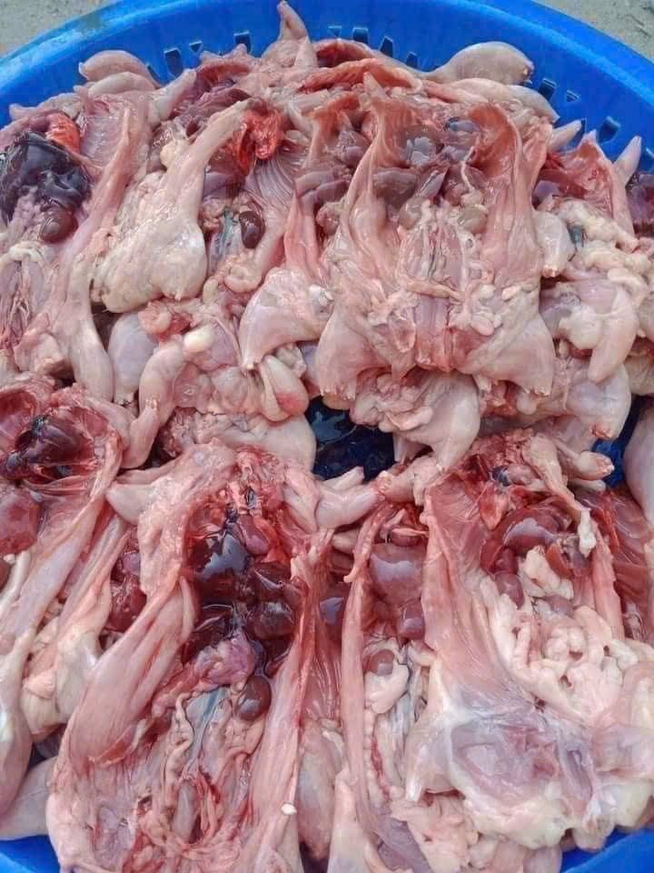 Chuột tươi làm sạch — 2 khay - ảnh 6
