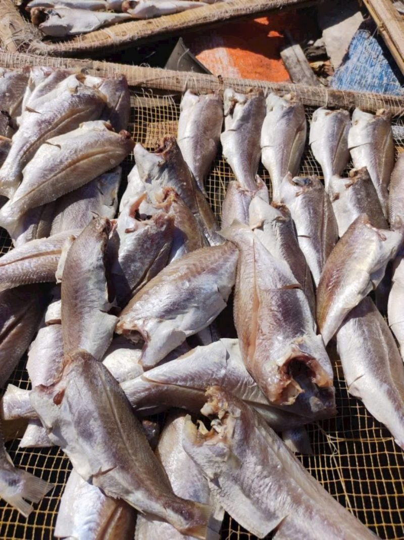 Cá Đù 1 nắng 10-12 con — 10-12 con - ảnh 8