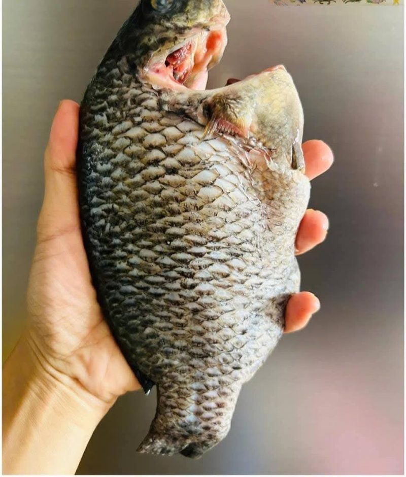 Cá Rô phi làm sạch — 1 khay - ảnh 3