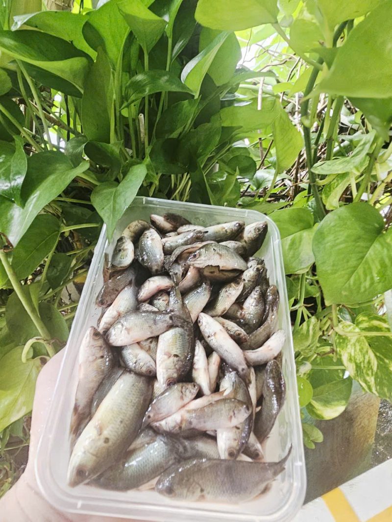 Cá Rô Bí — 1kg 2 hộp - ảnh 4