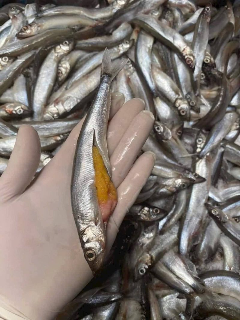 Cá Trứng Nauy Siêu Trứng N8 — 2 khay - ảnh 6