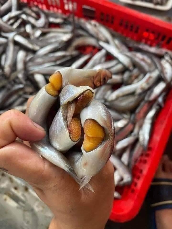 Cá Trứng Nauy Siêu Trứng N8 — 2 khay - ảnh 1
