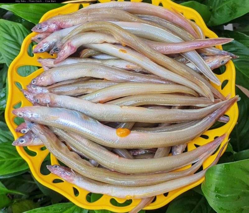 Cá sụn sịn — 2 khay - ảnh 8