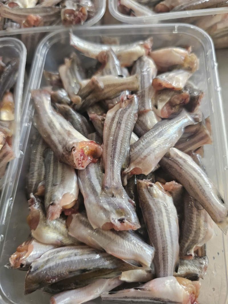 Cá chốt không trứng — 2 hũ - ảnh 1