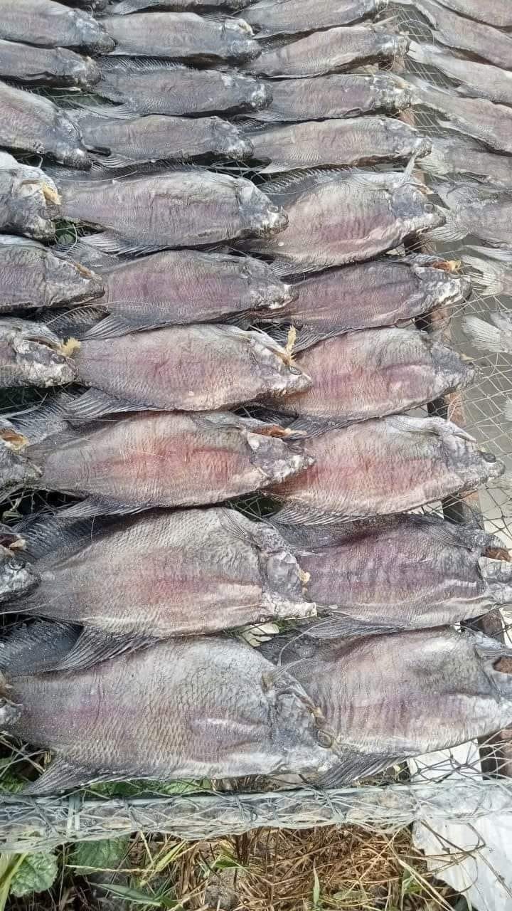 Cá Sặc Bổi 3 Nắng 12 Con — 2 bịch - ảnh 6