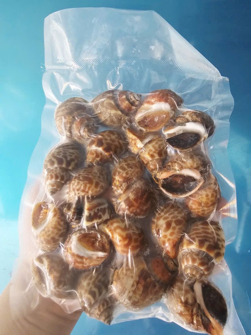 Ốc Hương — 2 bịch - ảnh 4