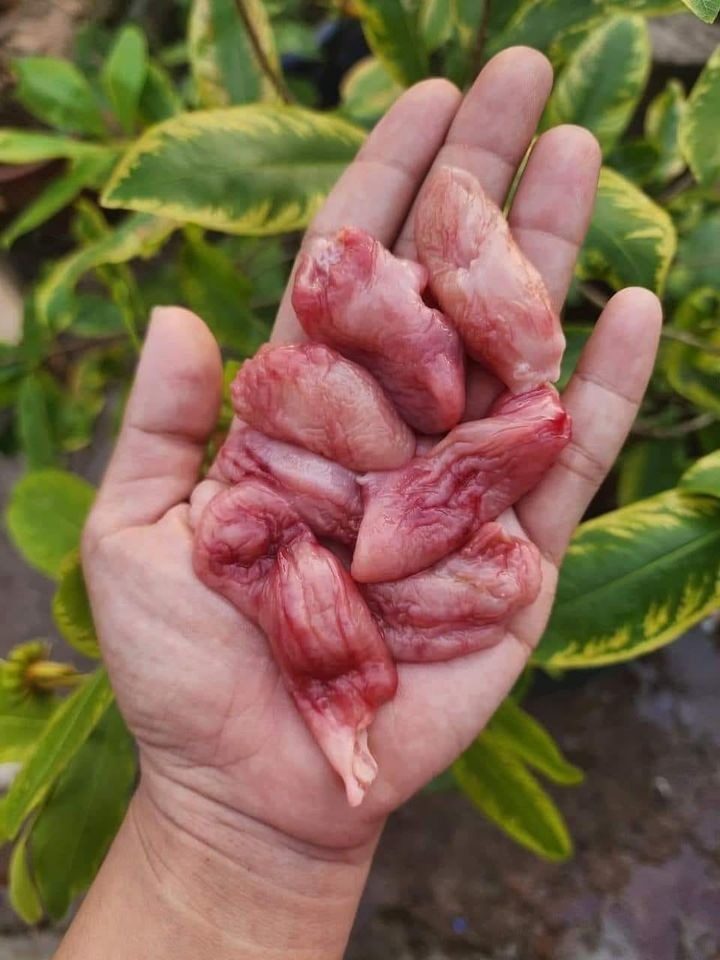 Bao Tử Cá Basa — 2 bịch - ảnh 5