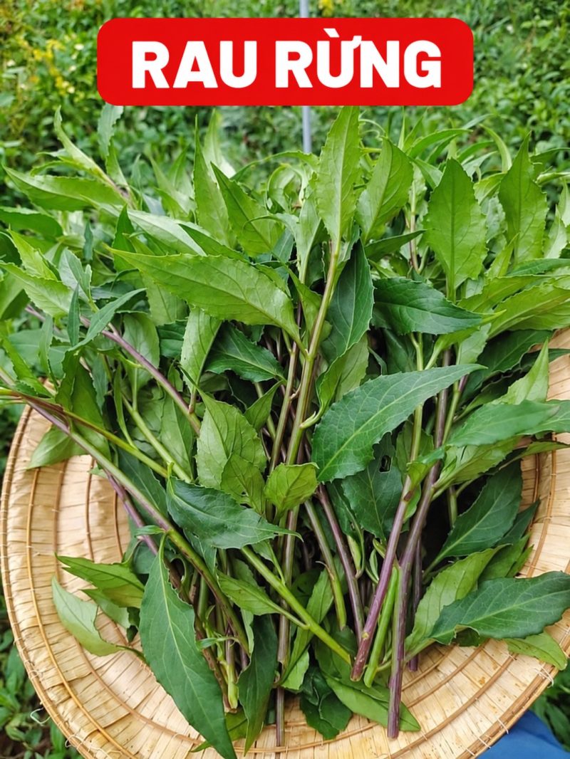 Rau rừng tươi