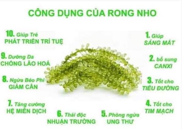 Rong nho tách nước