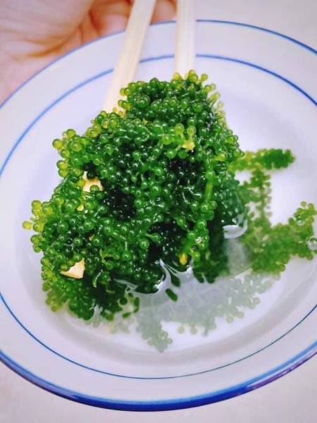 Rong nho tách nước