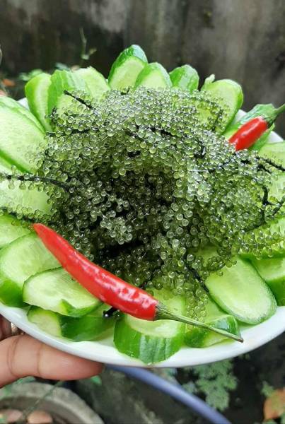 Rong nho tách nước
