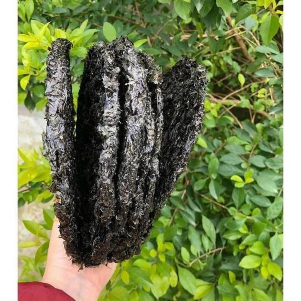 Rong biển  Khô — 1kg 2 cây - ảnh 5